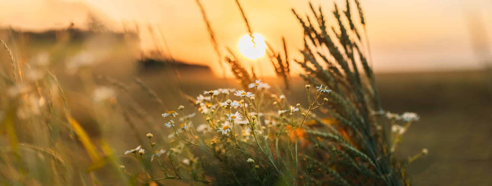 Blooming Wild Flower Matricaria Chamomilla, Matricaria Recutita, Chamomile. Commonly Known As